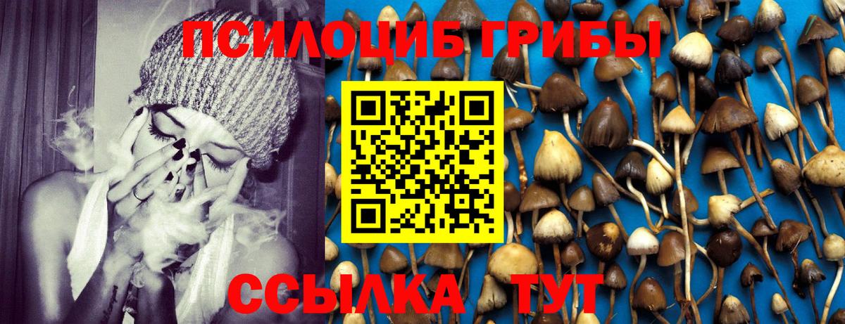 Галлюциногенные грибы Psilocybe  Вход с VPN  Зима 